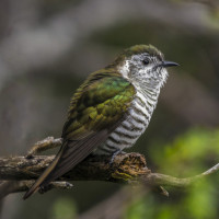 Shining Bronze Cuckoo